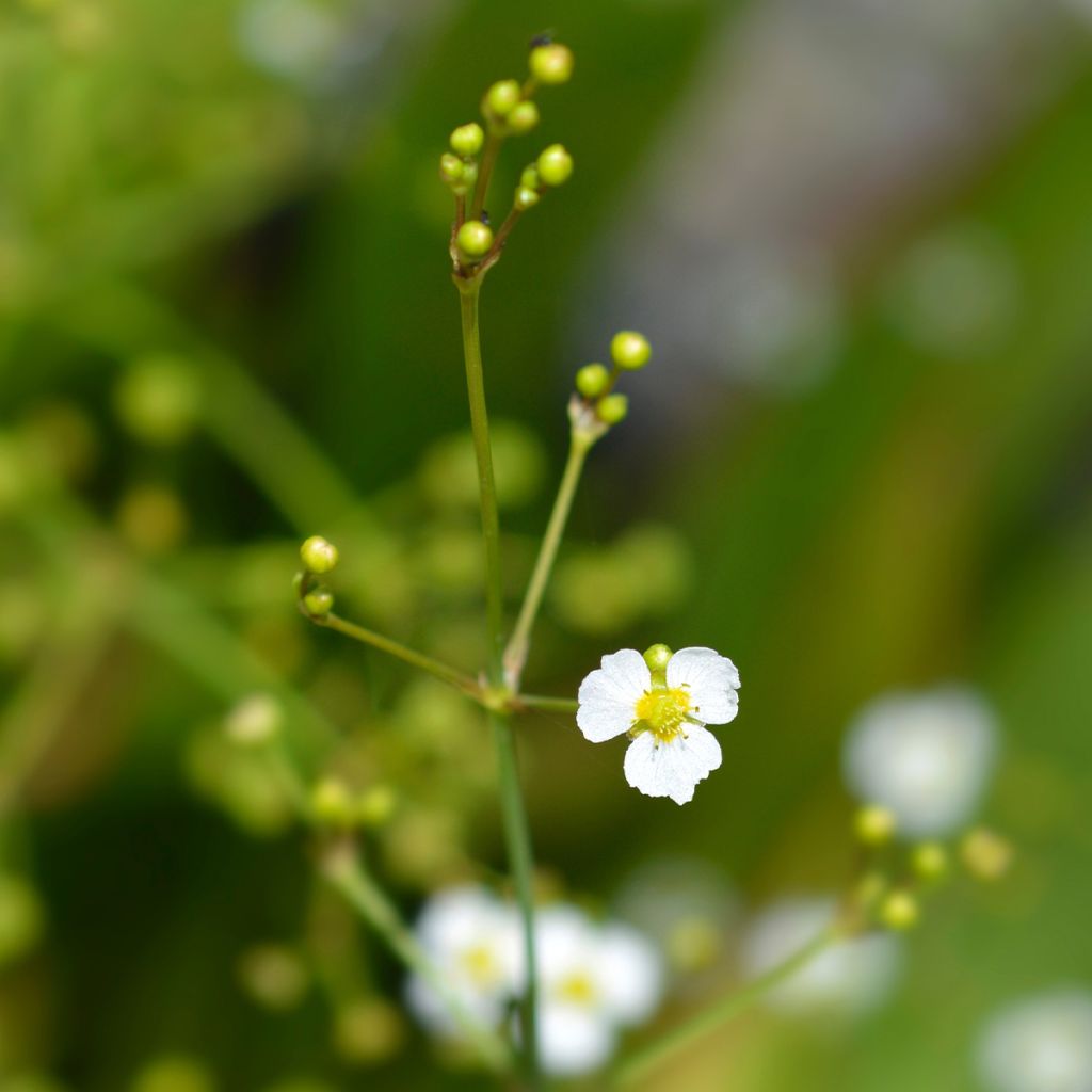 Alisma lanceolatum