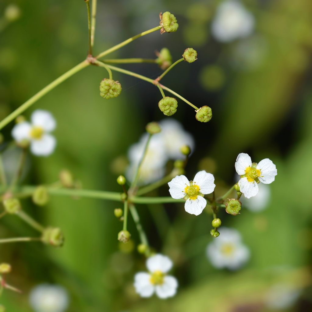 Alisma lanceolatum