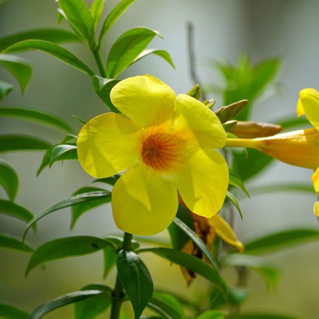 Allamanda cathartica - Golden trumpet
