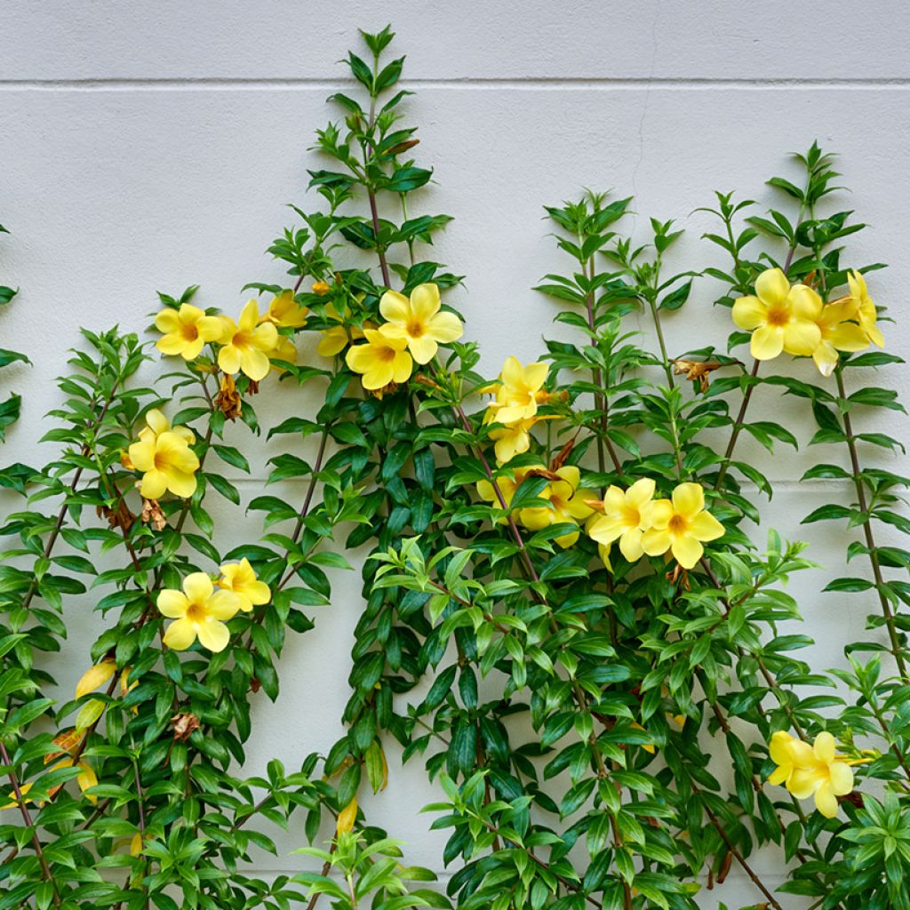 Allamanda cathartica - Golden trumpet