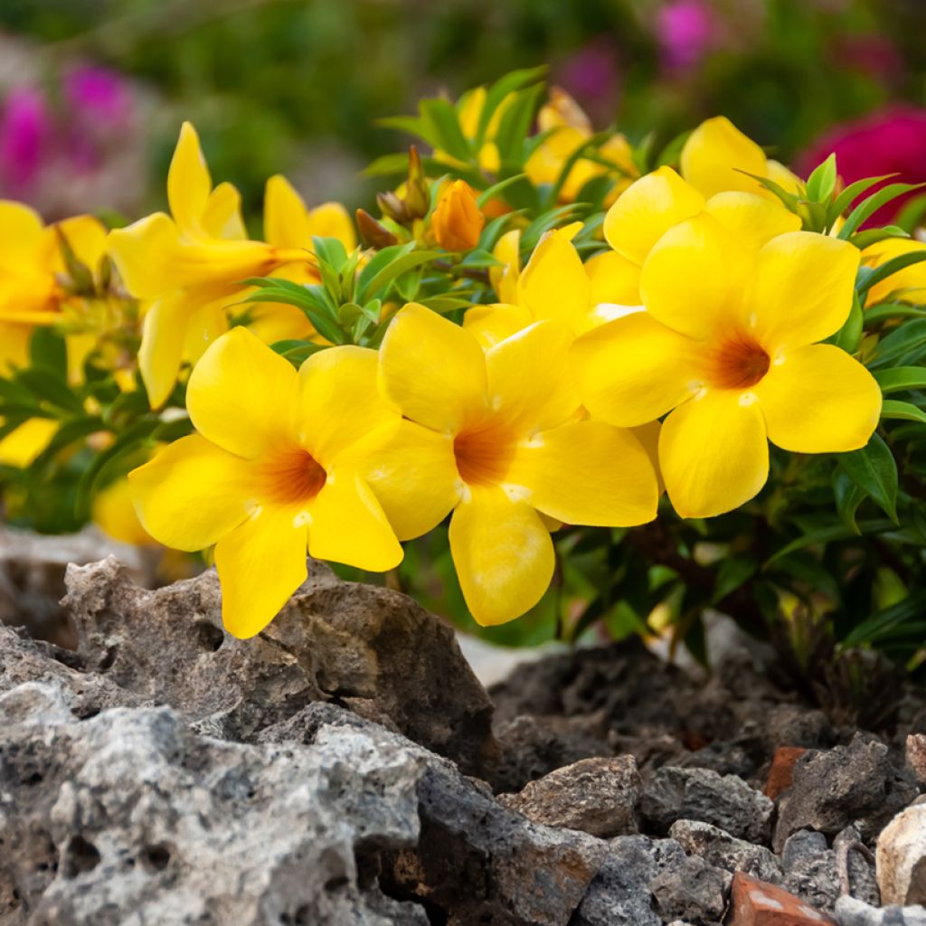 Allamanda cathartica - Golden trumpet