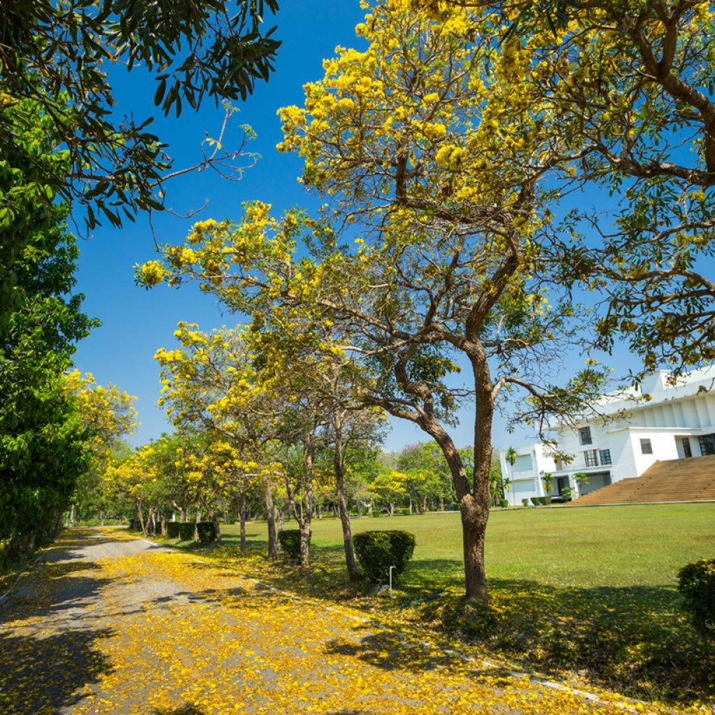 Allamanda cathartica - Golden trumpet