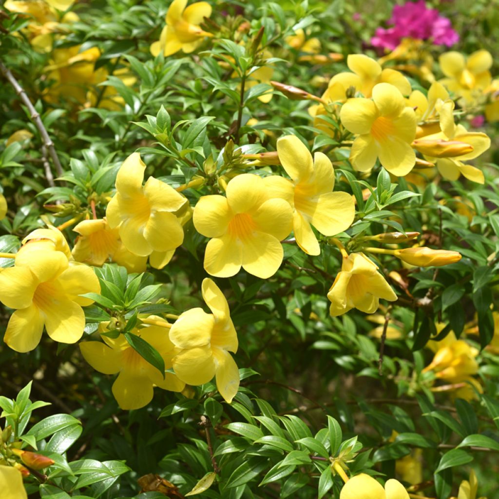 Allamanda cathartica - Golden trumpet