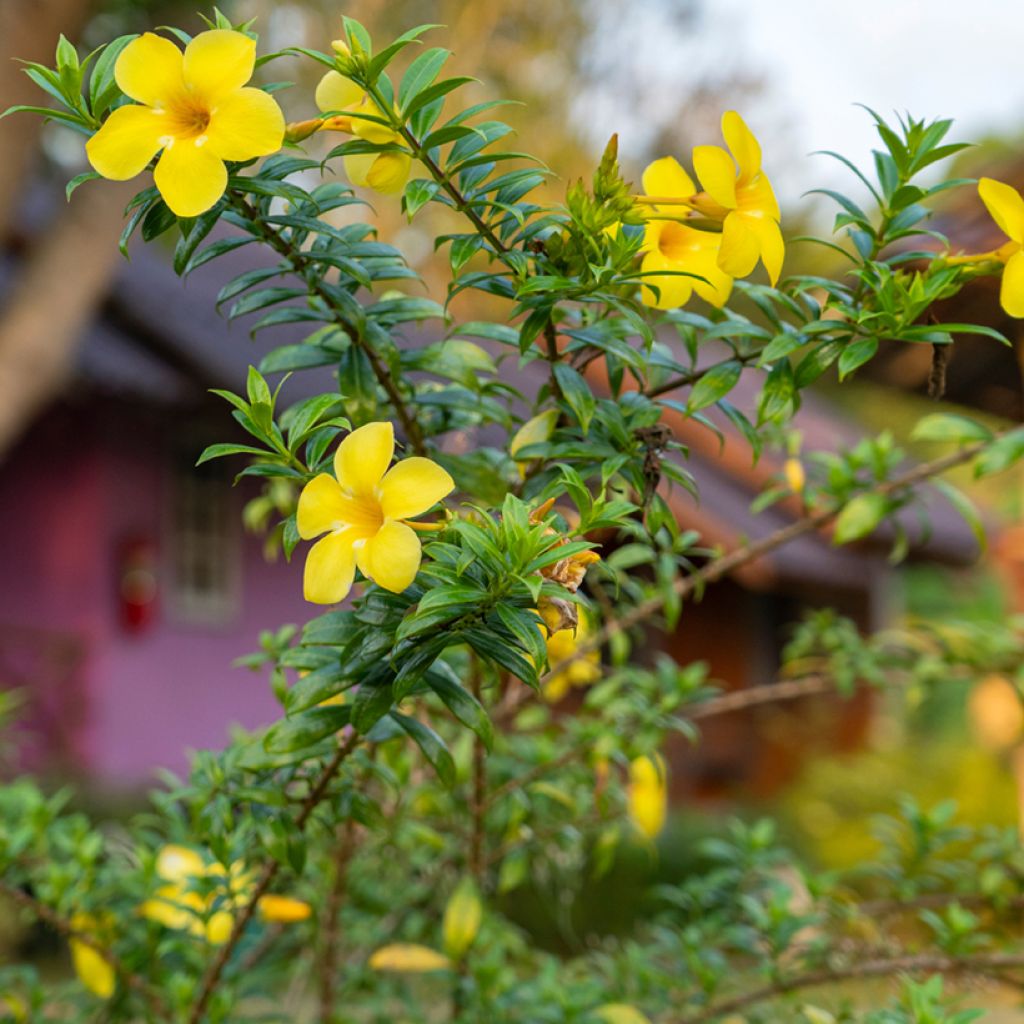 Allamanda cathartica - Golden trumpet