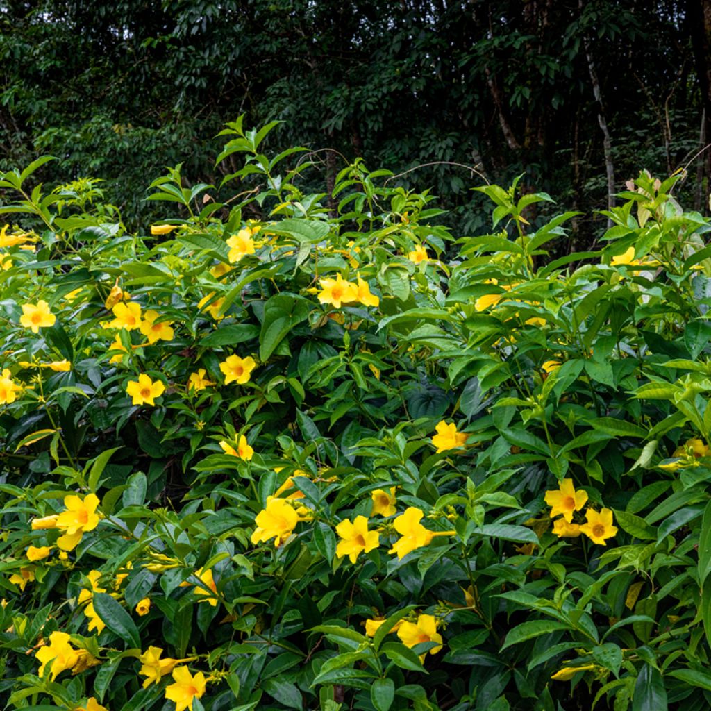 Allamanda cathartica - Golden trumpet