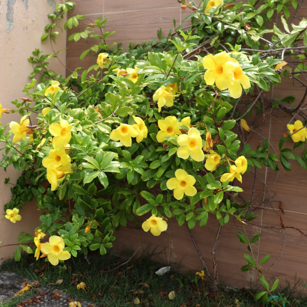 Allamanda cathartica - Golden trumpet