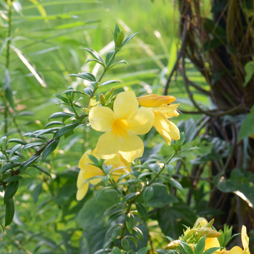 Allamanda cathartica - Golden trumpet