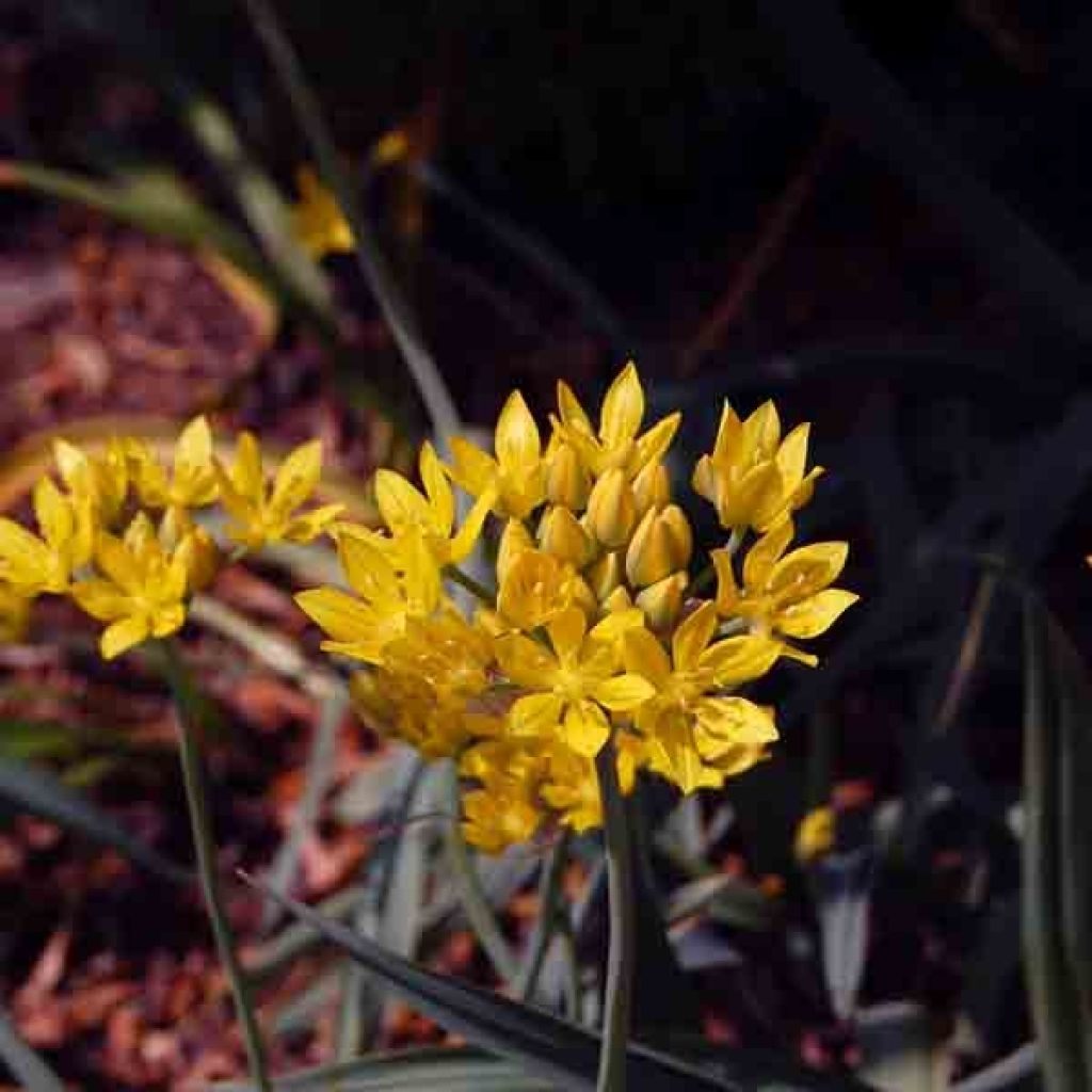 Ail d'ornement doré - Allium moly