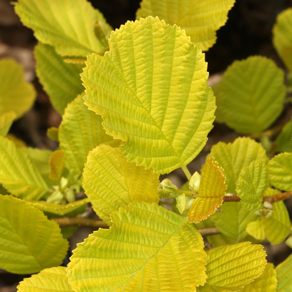 Alnus glutinosa Aurea - Common alder, Black alder, European alder