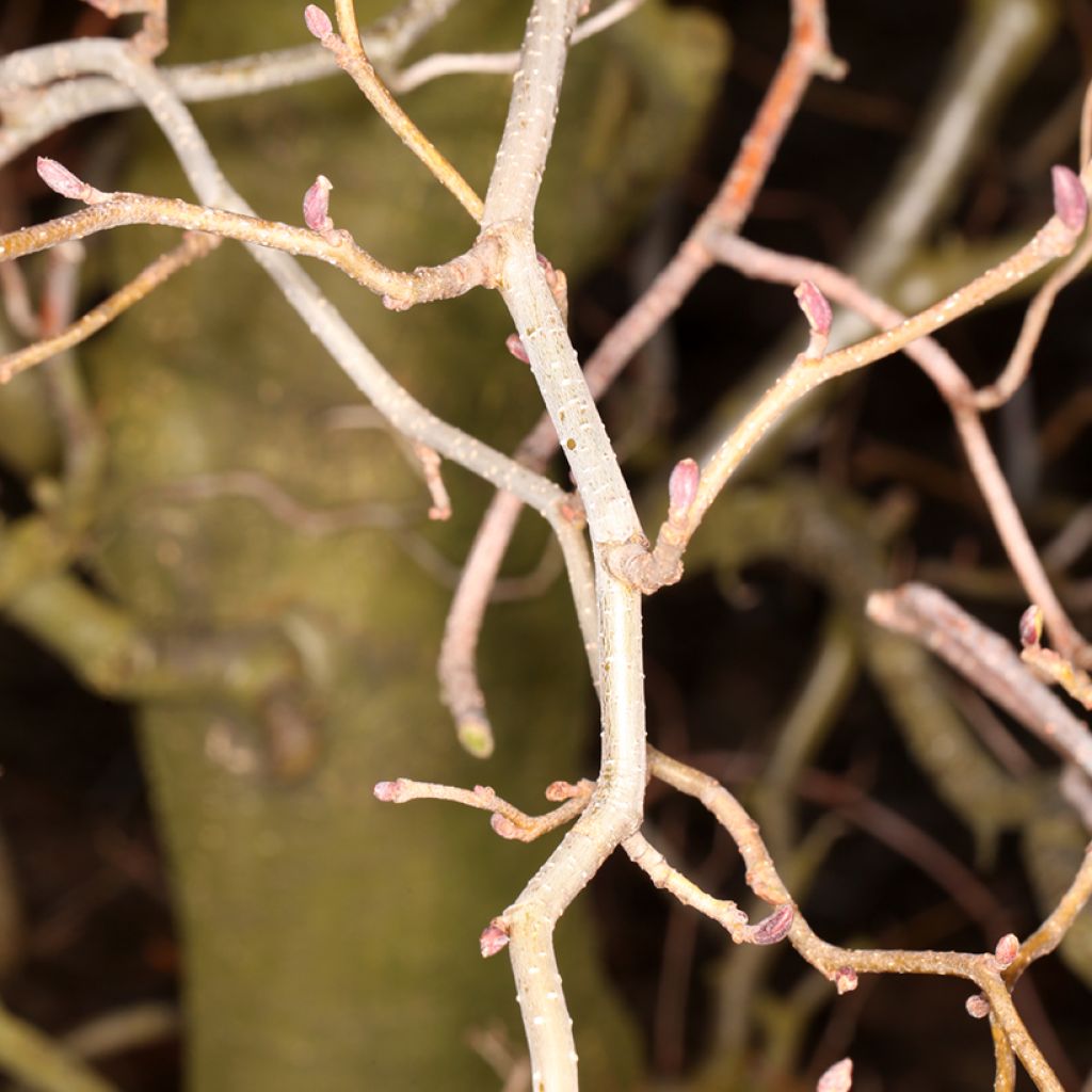 Alnus glutinosa Greenwood - Black alder