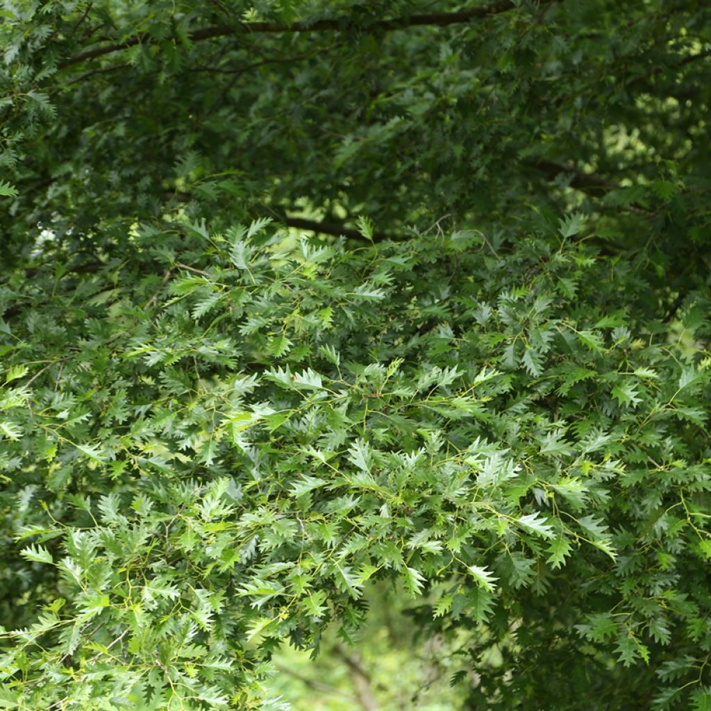 Alnus glutinosa Laciniata - Black Alder