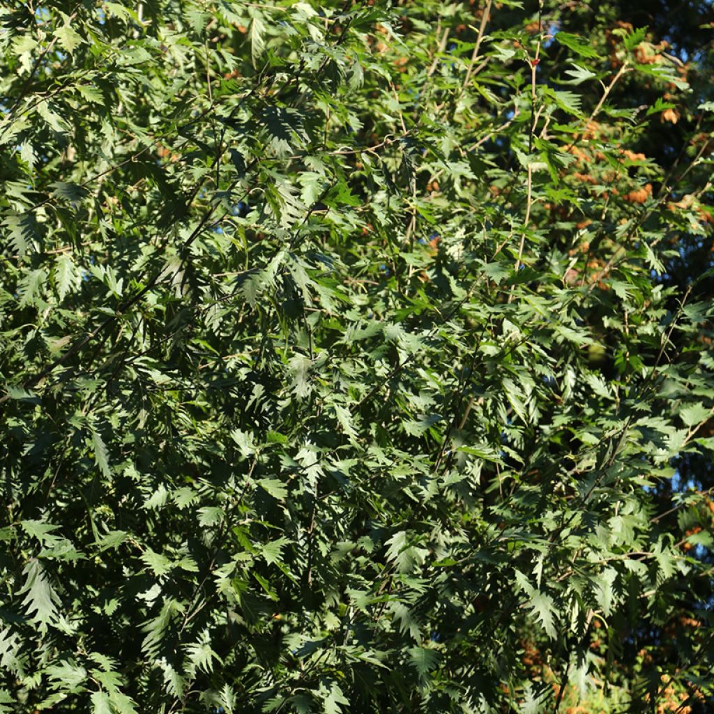 Alnus incana Laciniata - Grey Alder