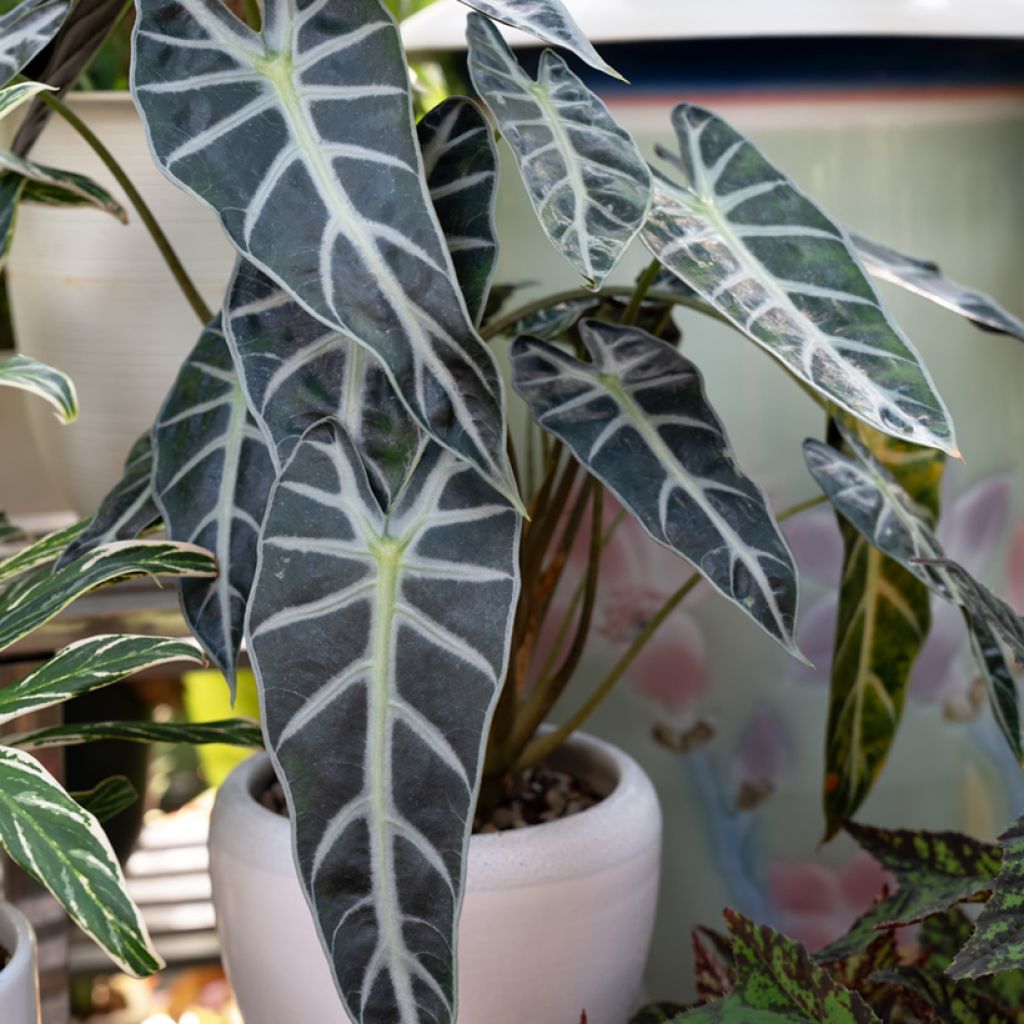 Alocasia Bambino - Elephant's ears plant