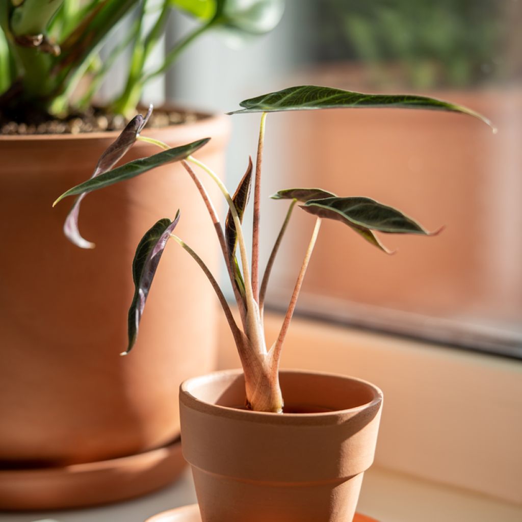 Alocasia Bambino - Elephant's ears plant
