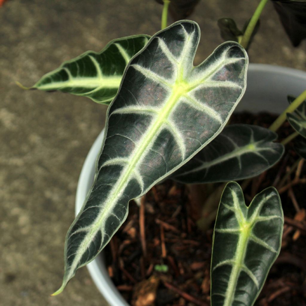 Alocasia Bambino - Elephant's ears plant