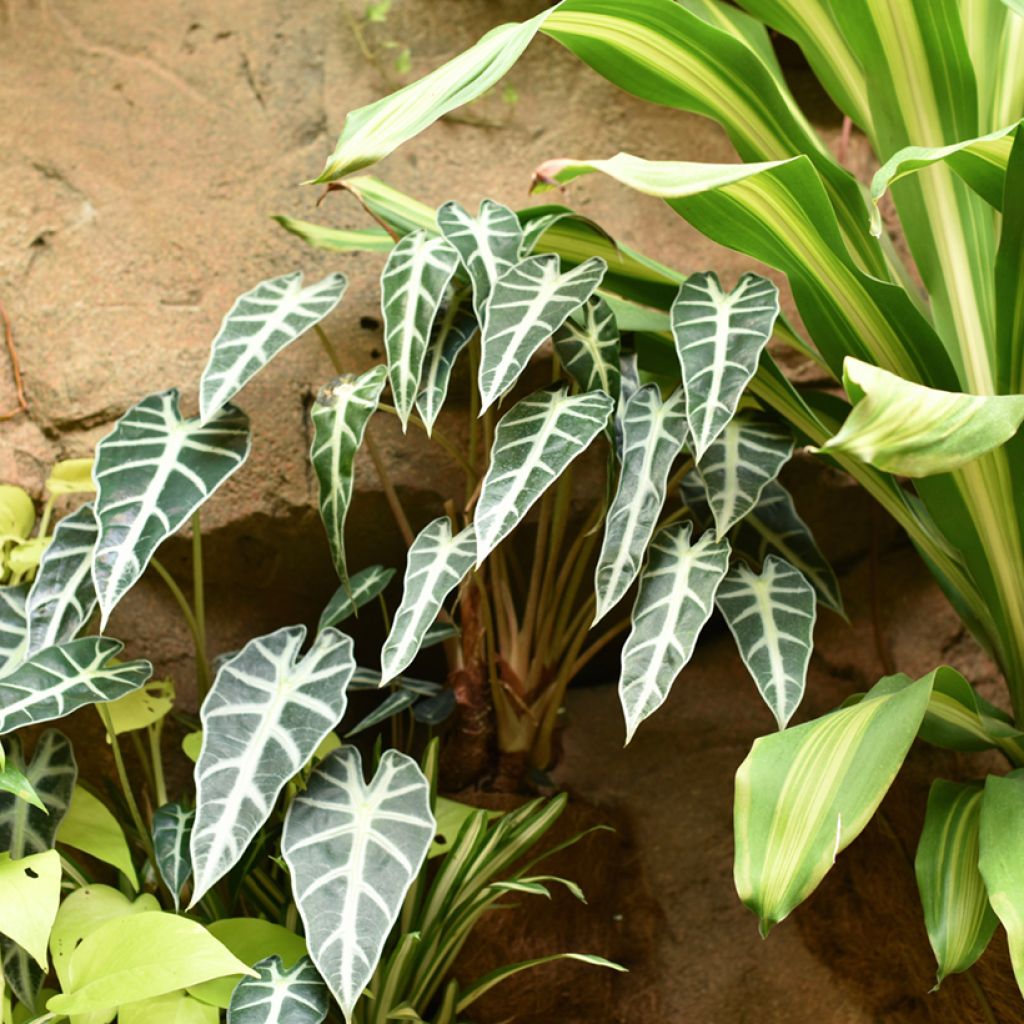 Alocasia Bambino - Elephant's ears plant