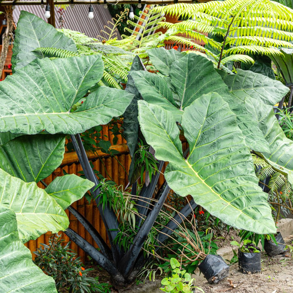 Alocasia macrorrhizos 'Violacea' - Black Stem Elephant ear