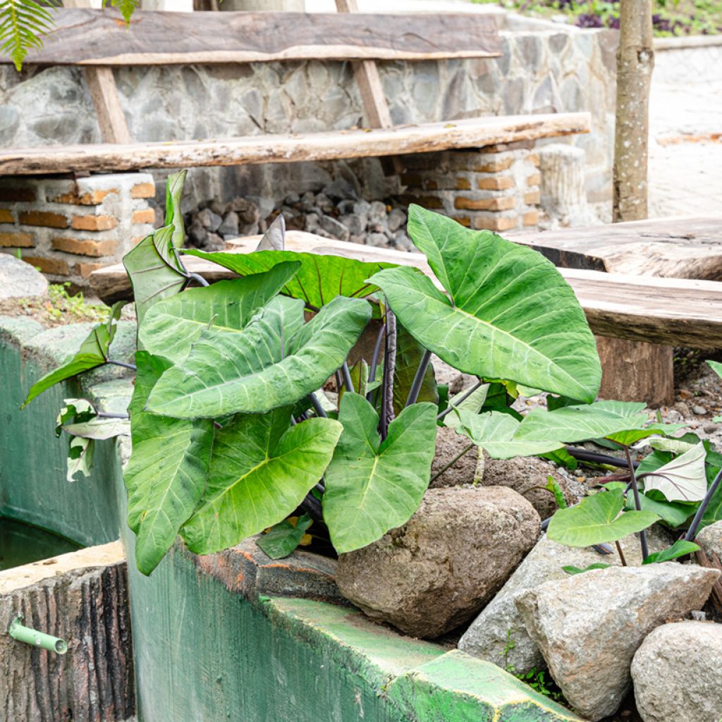 Alocasia macrorrhizos 'Violacea' - Black Stem Elephant ear
