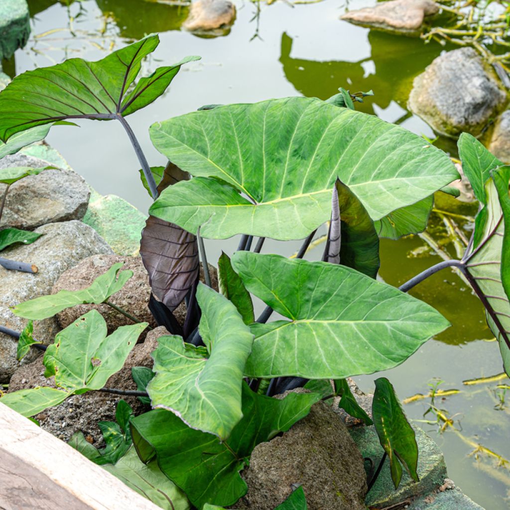 Alocasia macrorrhizos 'Violacea' - Black Stem Elephant ear