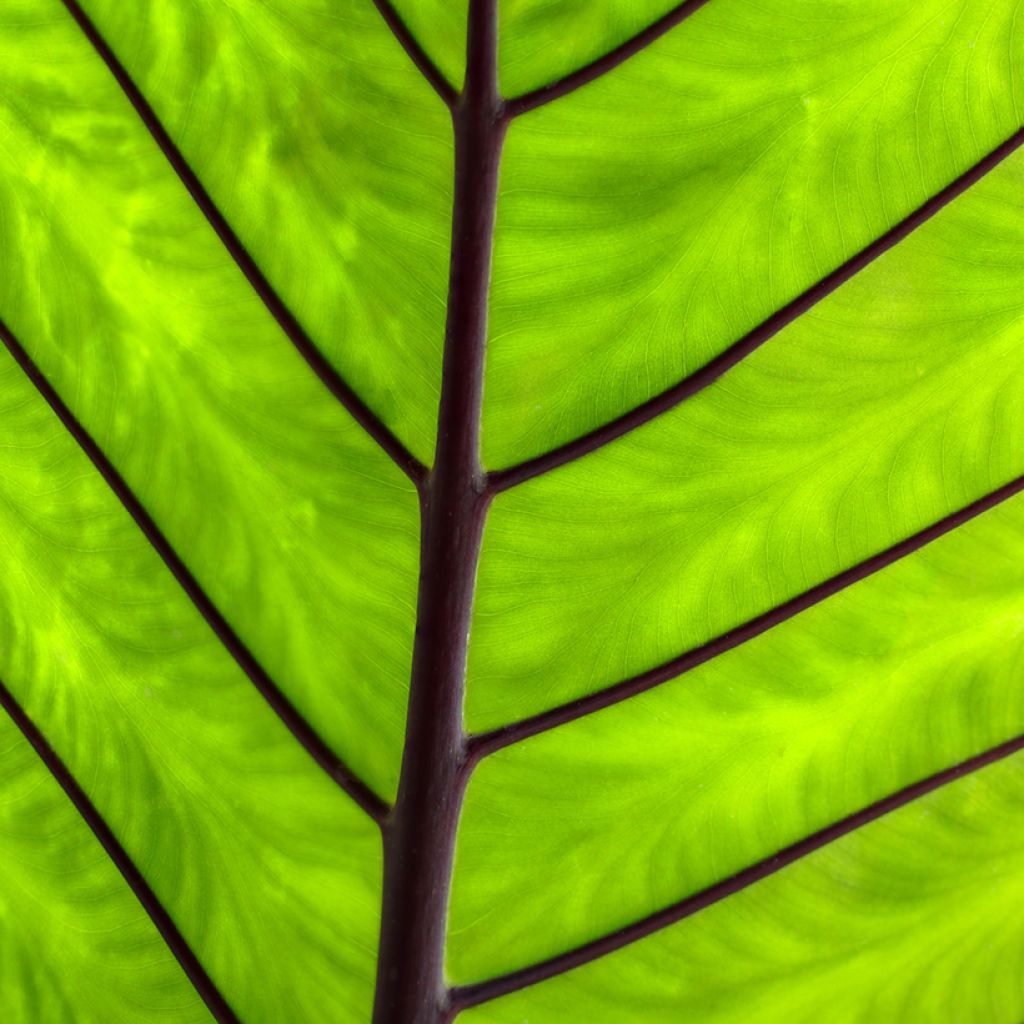 Alocasia macrorrhizos 'Violacea' - Black Stem Elephant ear