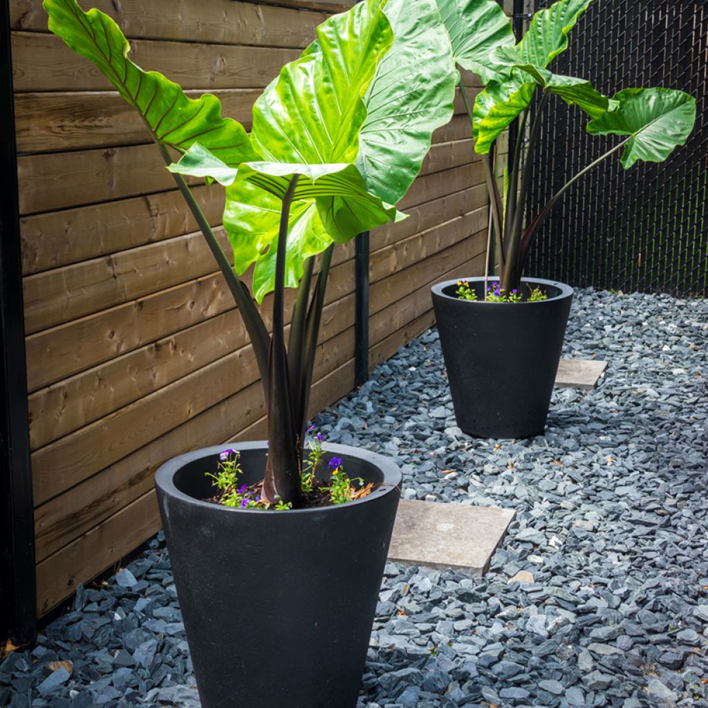Alocasia macrorrhizos 'Violacea' - Black Stem Elephant ear