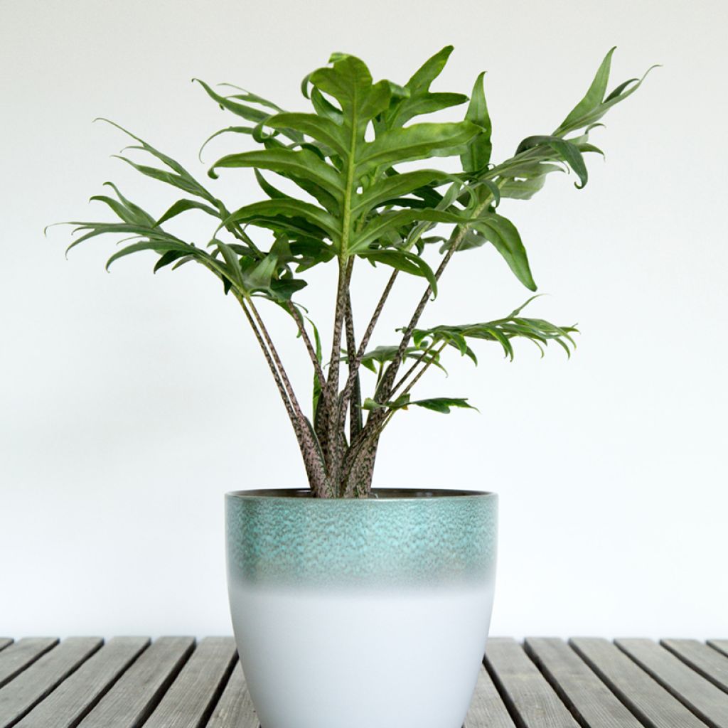 Alocasia brancifolia - Elephants ear