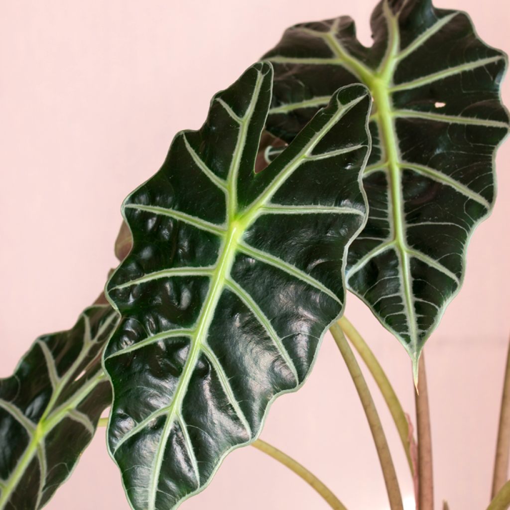Alocasia Curly Bambino - Elephant's Ear