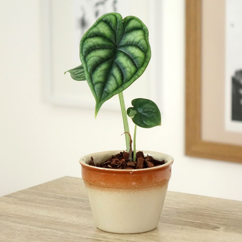 Alocasia Dragon Scale - Elephant's Ear