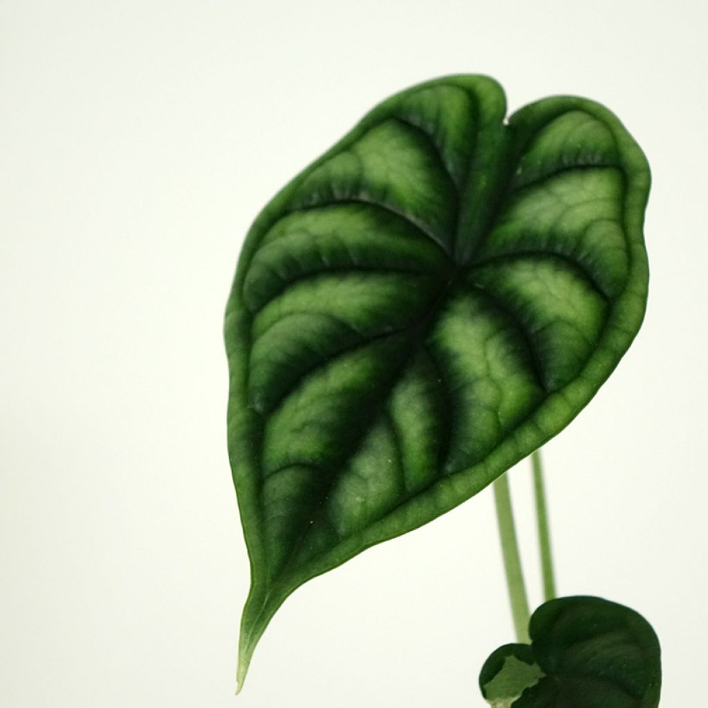 Alocasia Dragon Scale - Elephant's Ear