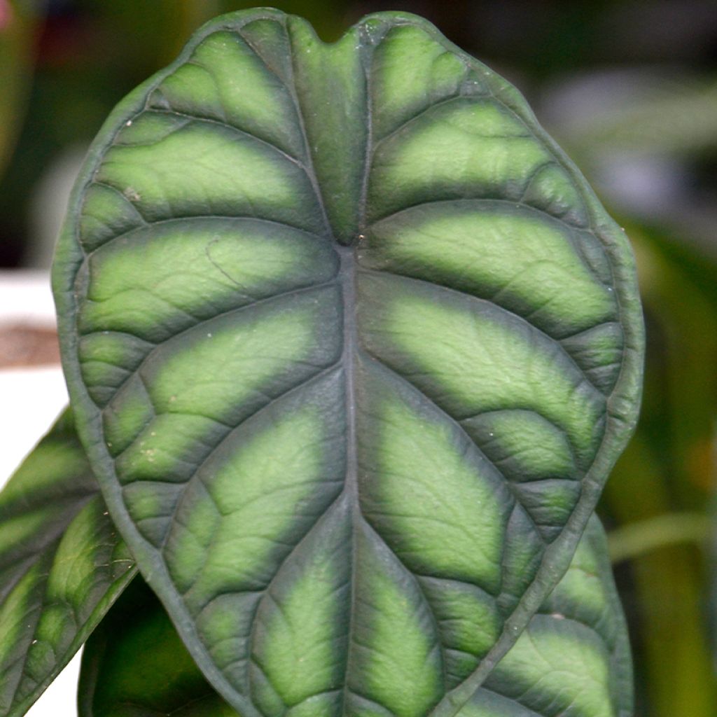 Alocasia Dragon Scale - Elephant's Ear