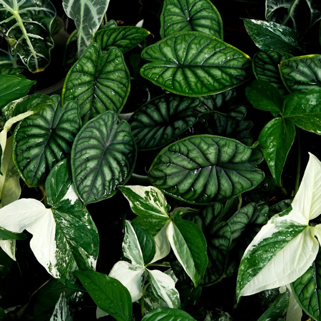 Alocasia Dragon Scale - Elephant's Ear