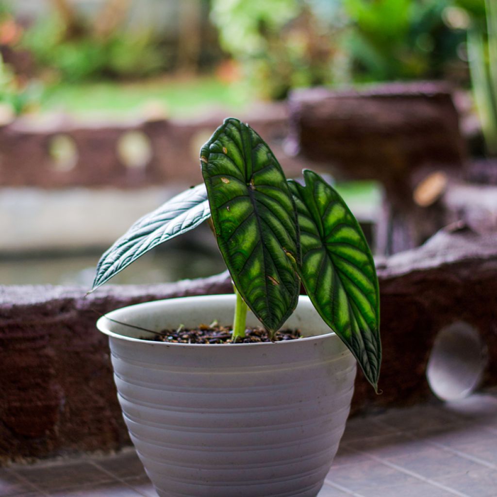 Alocasia Dragon Scale - Elephant's Ear