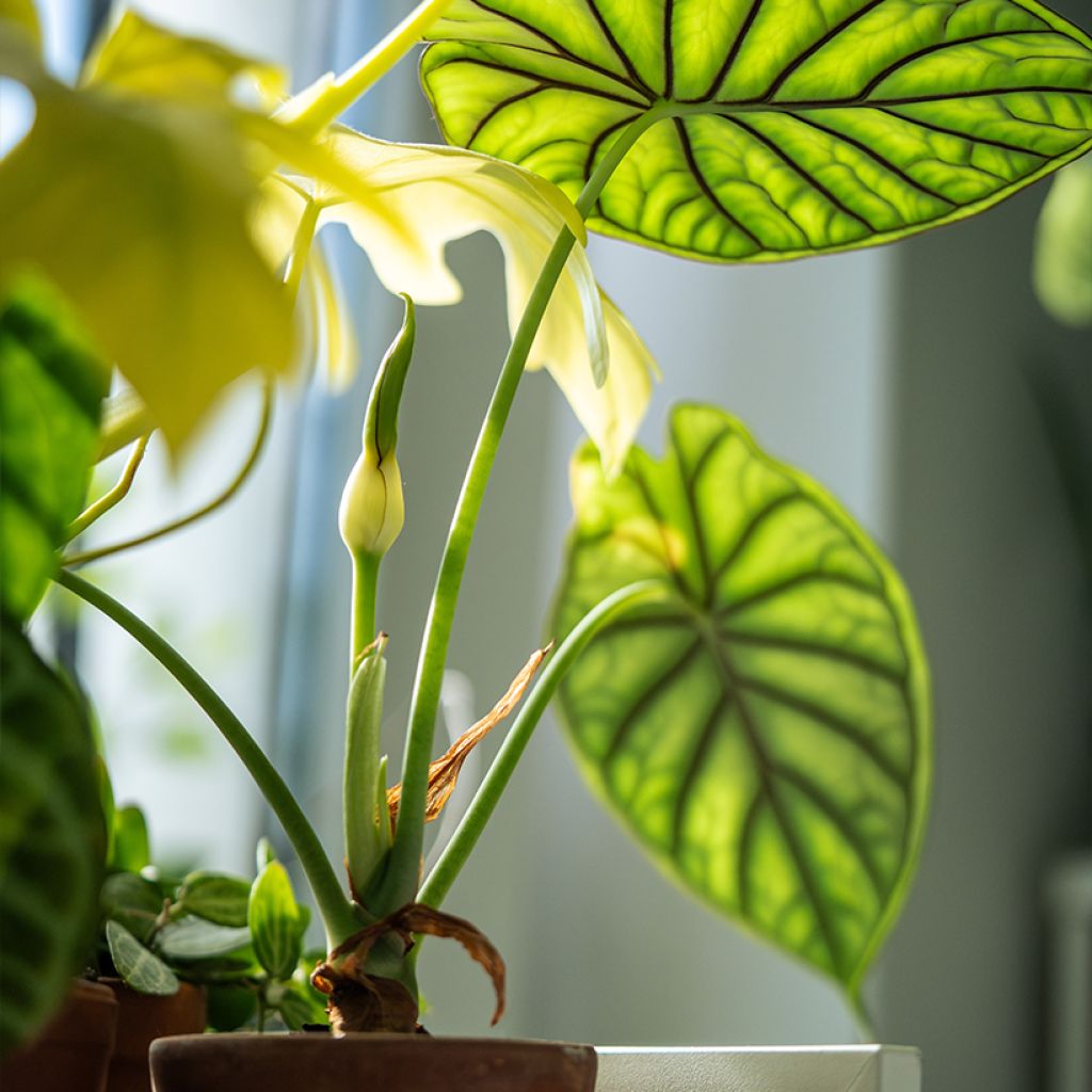 Alocasia Dragon Scale - Elephant's Ear