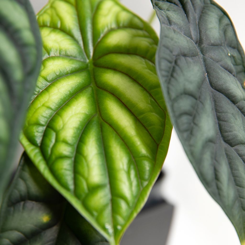 Alocasia Dragon Scale - Elephant's Ear