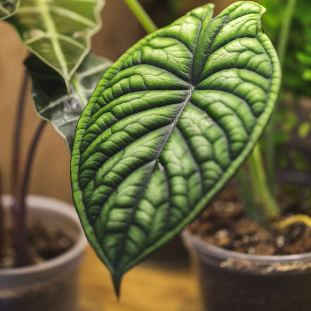 Alocasia Dragon Scale - Elephant's Ear