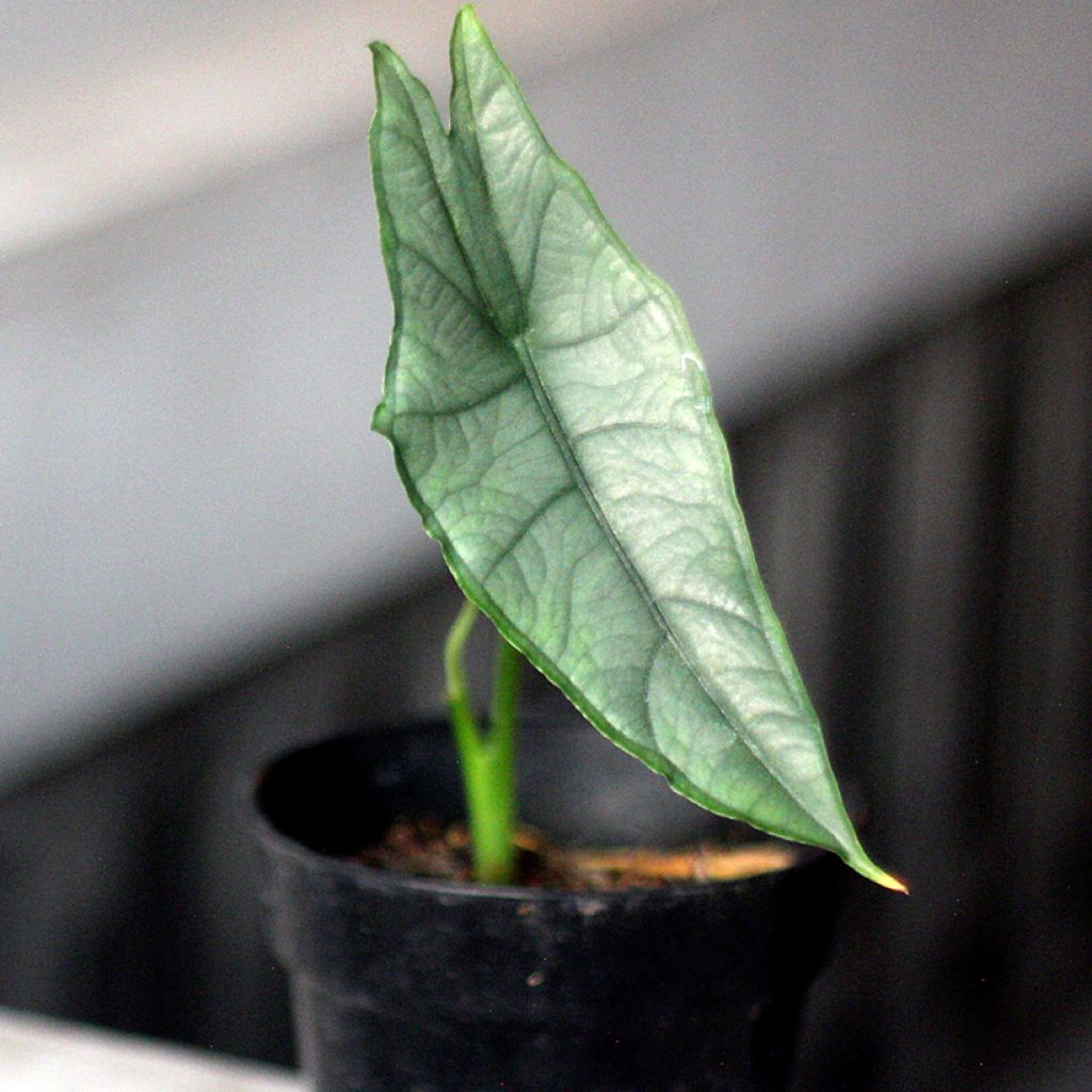 Alocasia heterophylla - Elephant's ears plant