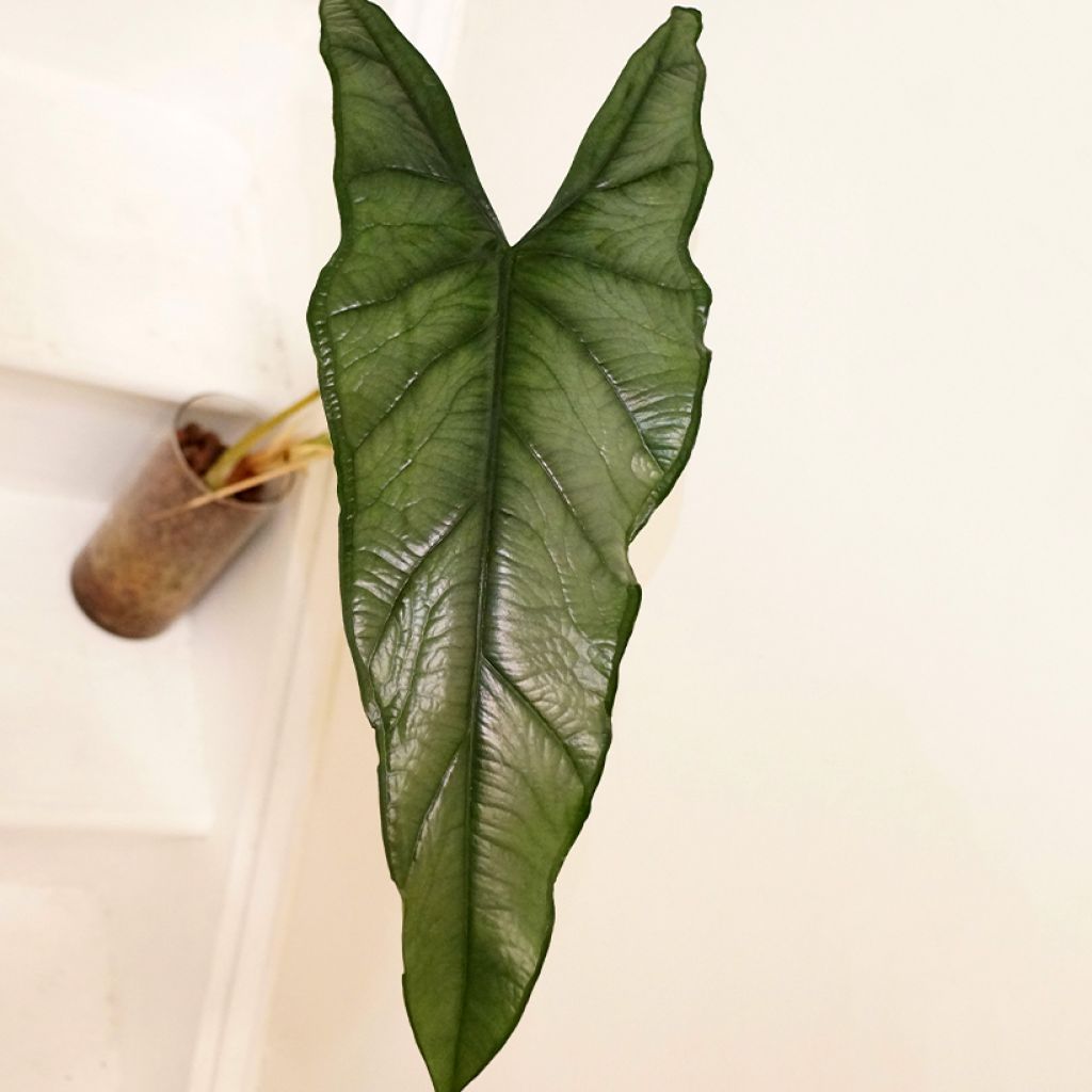 Alocasia heterophylla - Elephant's ears plant