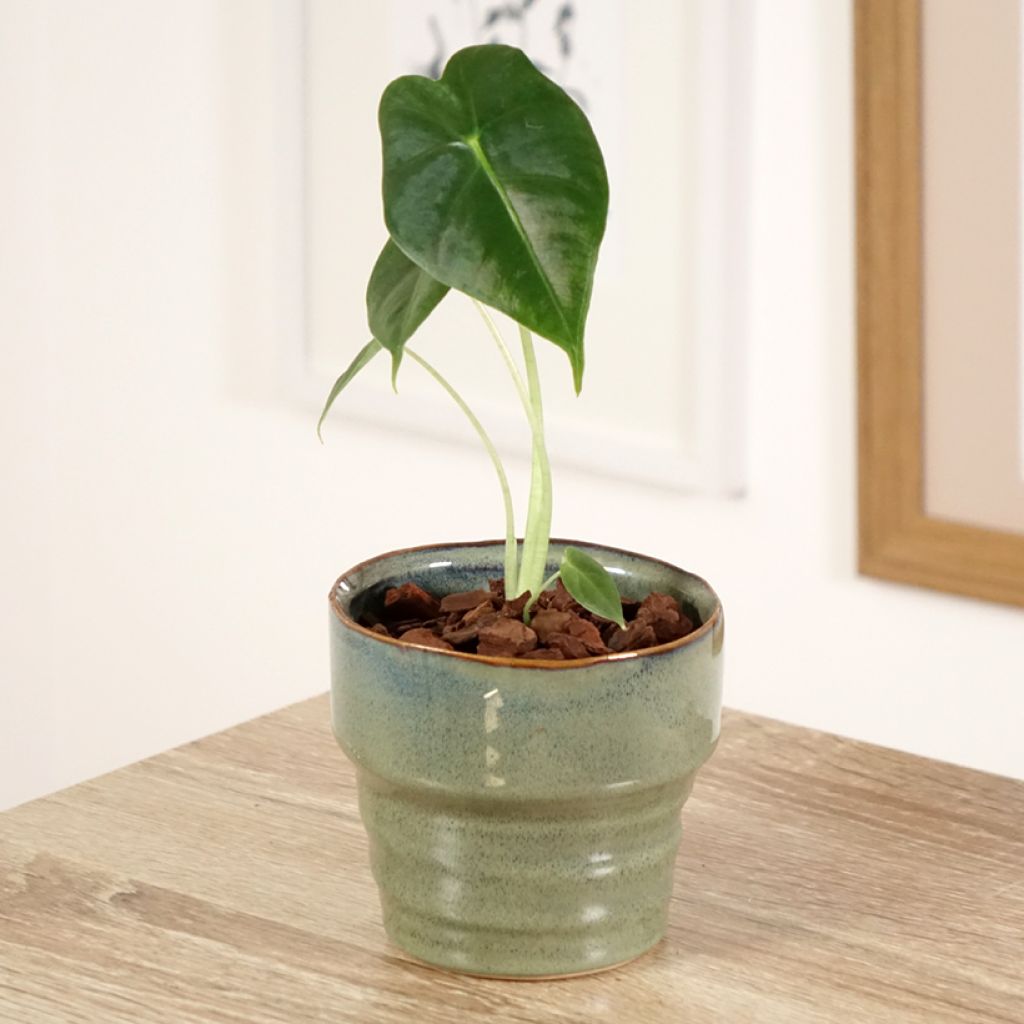 Alocasia micholitziana Frydek - Oreja de elefante