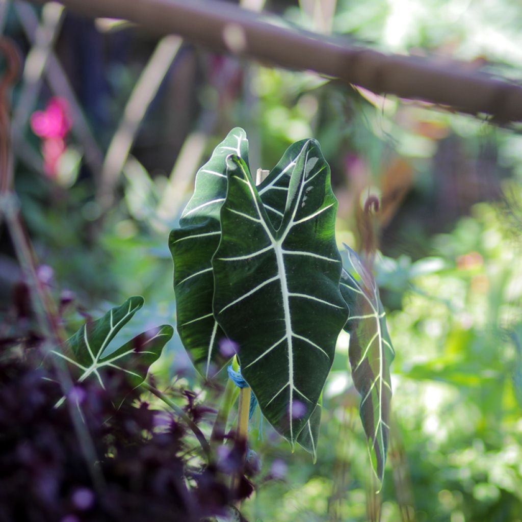 Alocasia micholitziana Frydek - Oreja de elefante