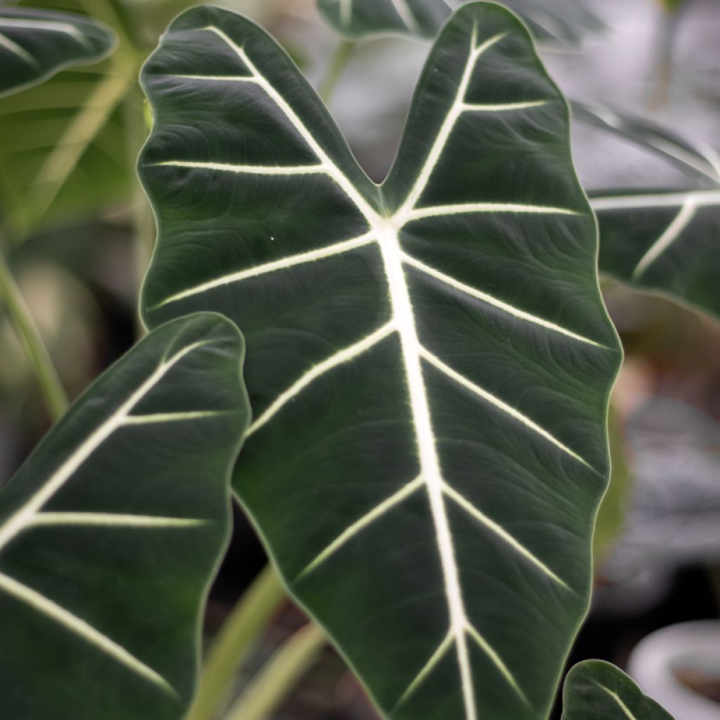 Alocasia micholitziana Frydek - Oreja de elefante