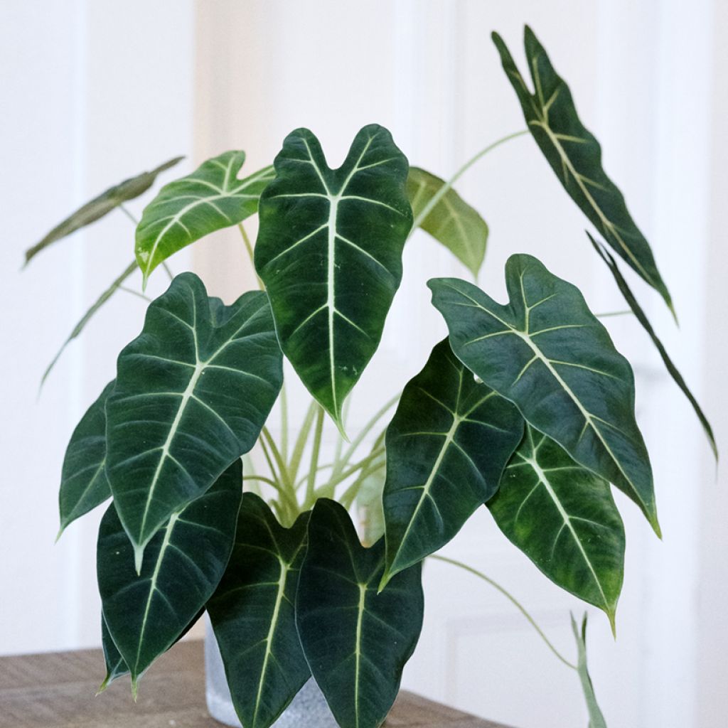 Alocasia micholitziana Frydek - Oreja de elefante