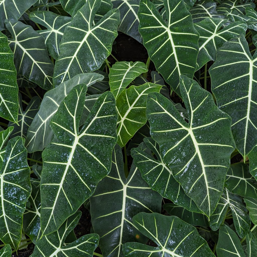 Alocasia micholitziana Frydek - Oreja de elefante