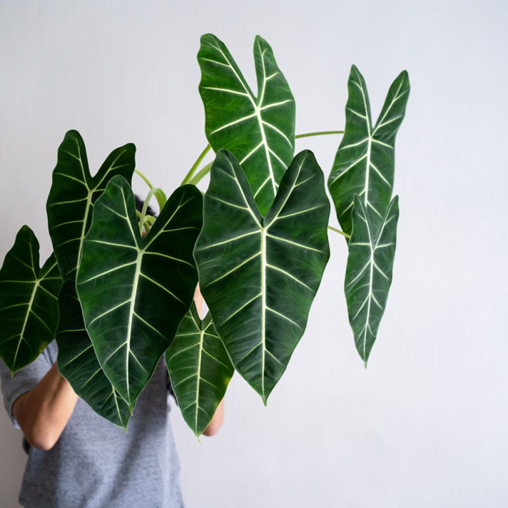 Alocasia micholitziana Frydek - Oreja de elefante