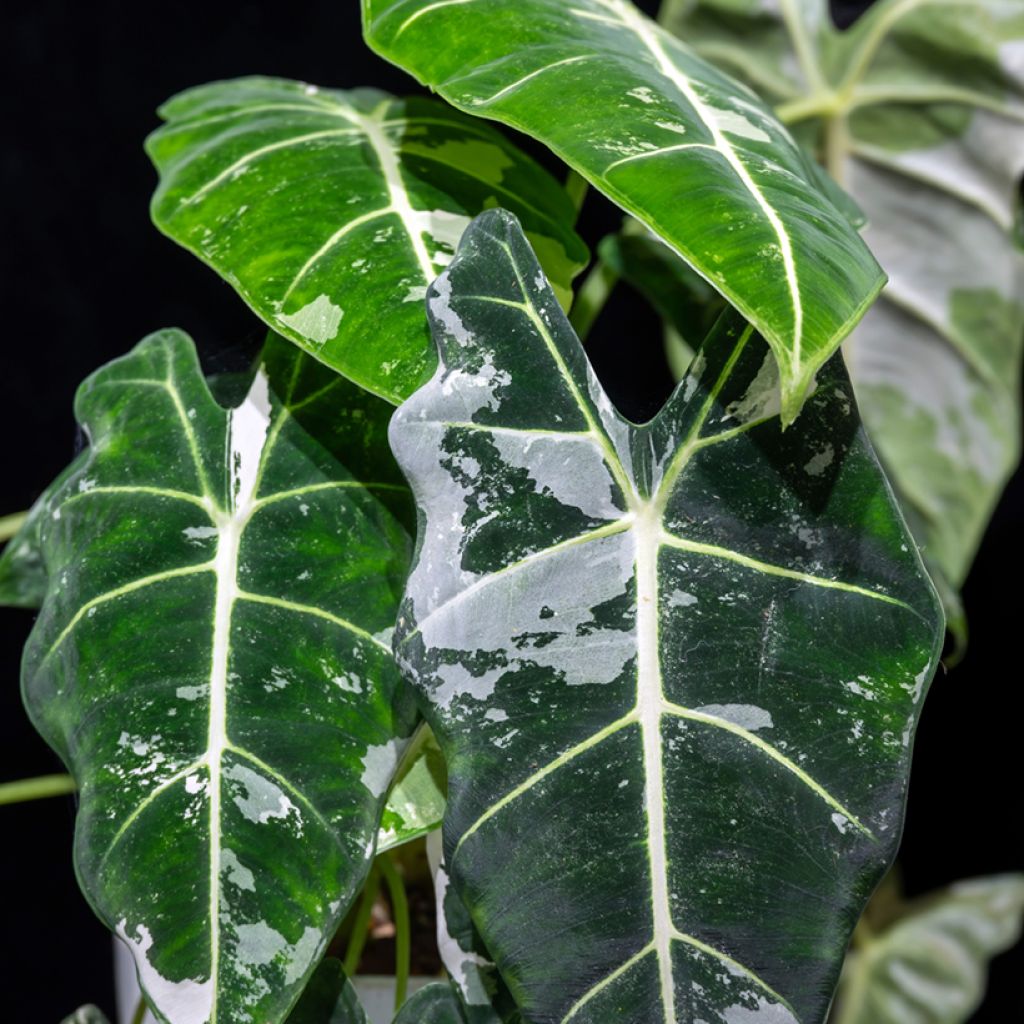 Alocasia micholitziana Frydek Variegata - Elephant's ears plant