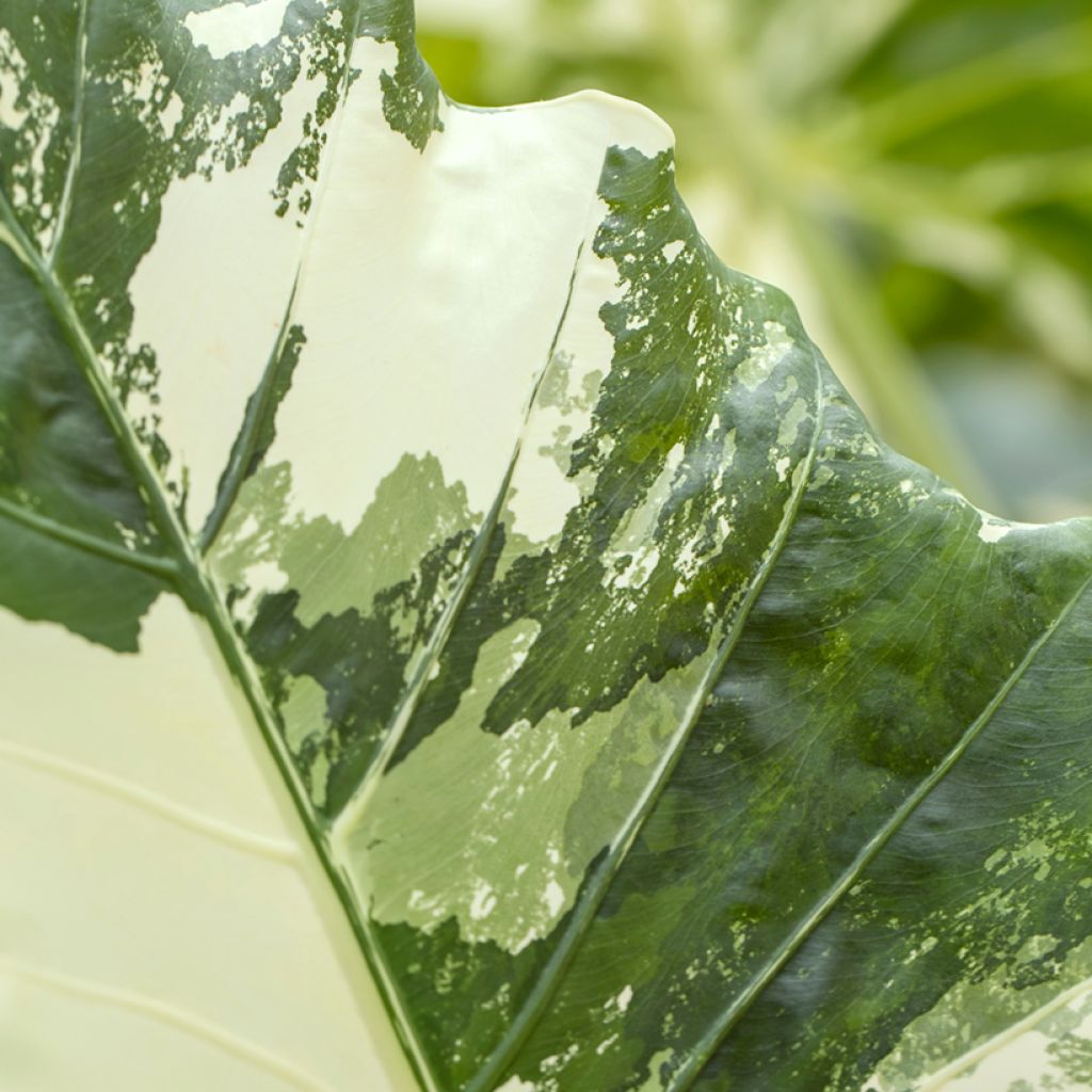 Alocasia Hualong - Elephant's ears plant