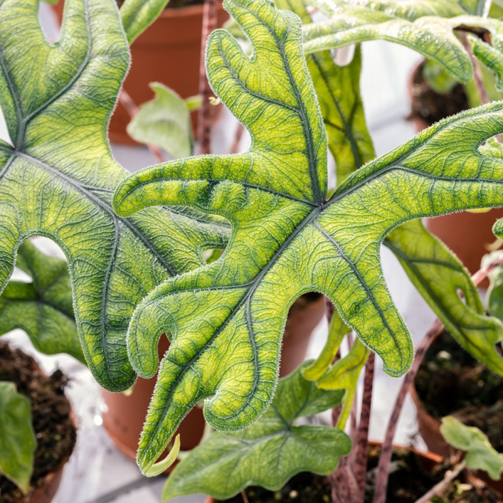 Alocasia tandurusa Jacklyn - Oreja de elefante