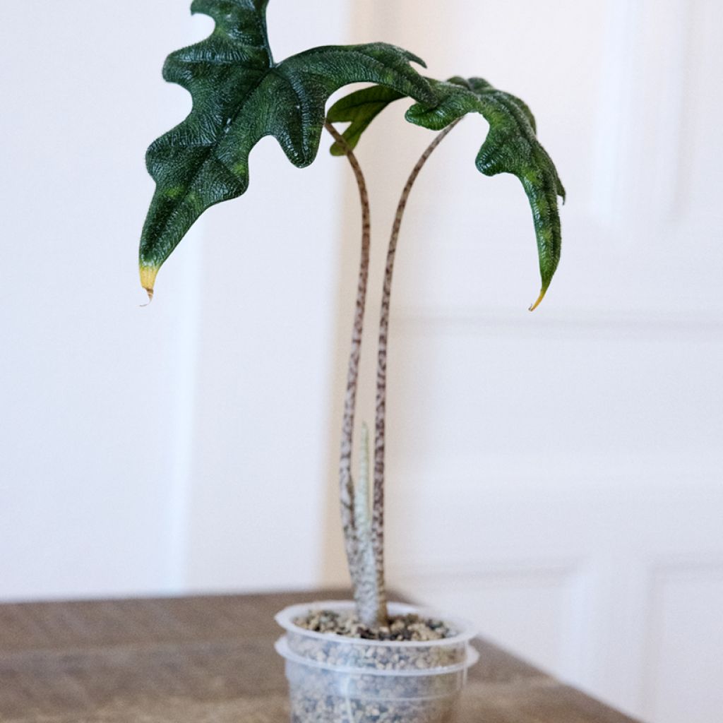 Alocasia tandurusa Jacklyn - Oreja de elefante
