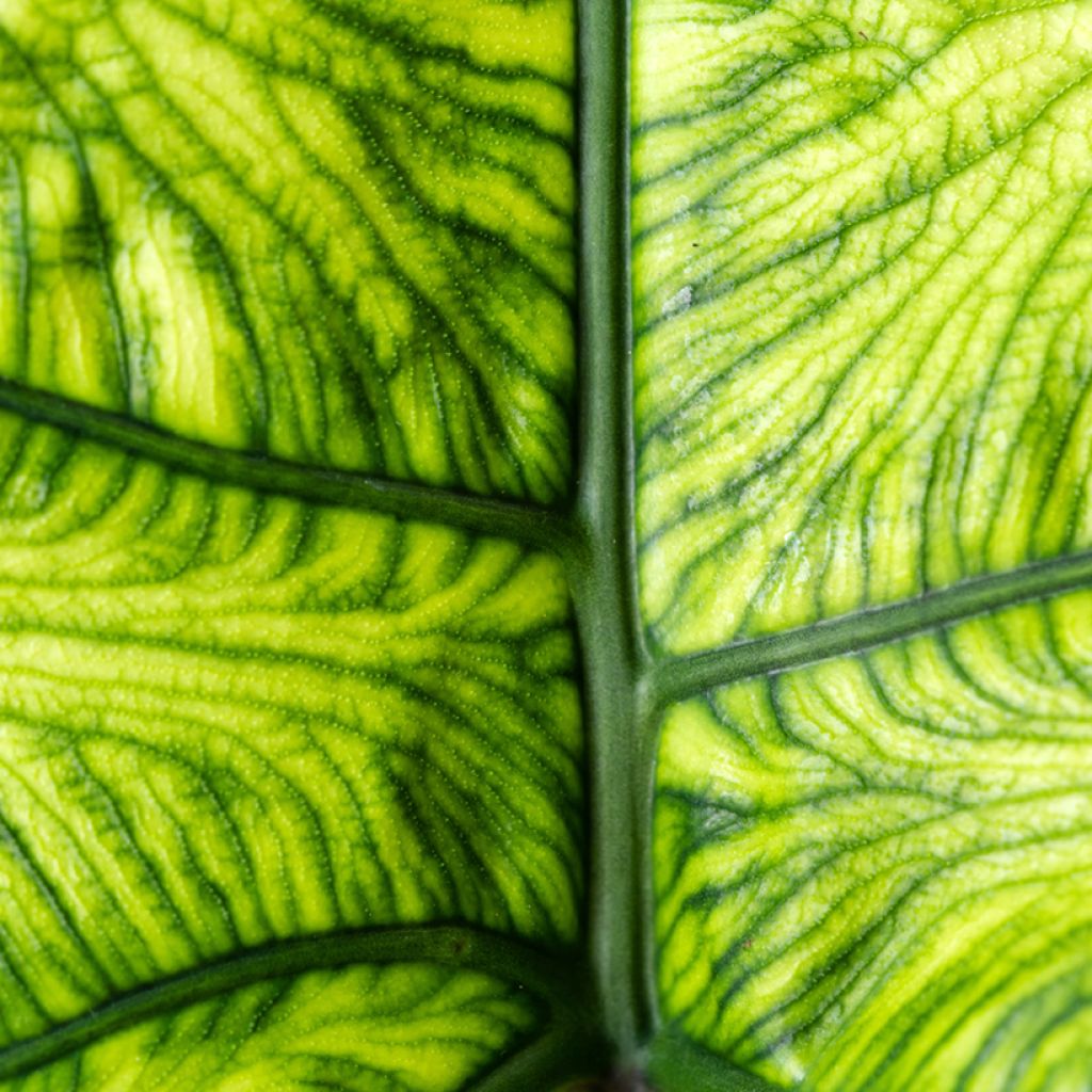 Alocasia tandurusa Jacklyn - Oreja de elefante