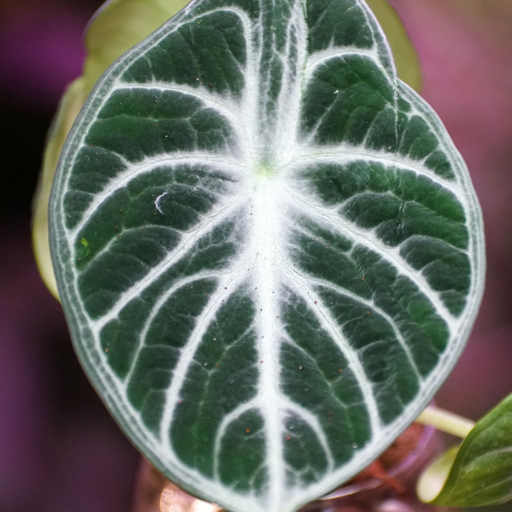 Alocasia Ninja - Elephant ear