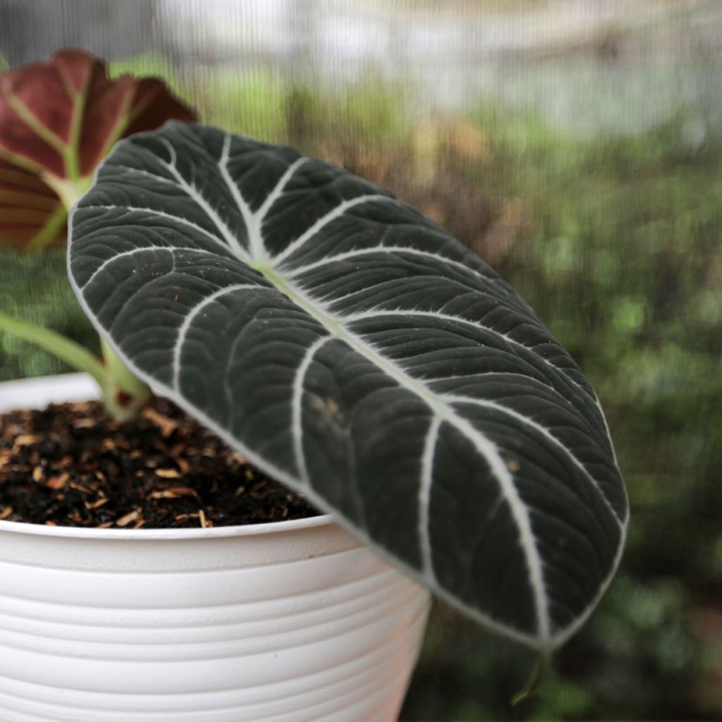 Alocasia Ninja - Elephant ear